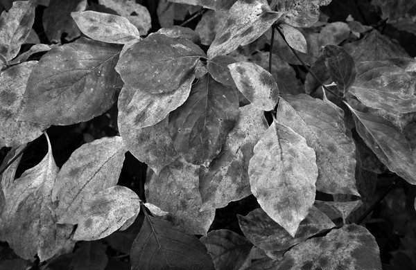 wagner dogwoodleavesfall 1138