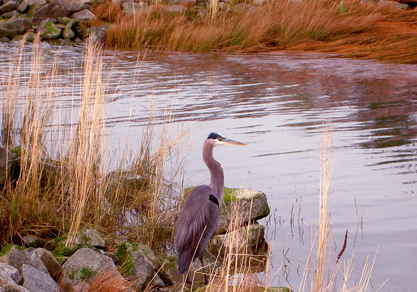 Wading for Prey