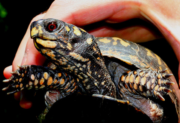 Box Turtle