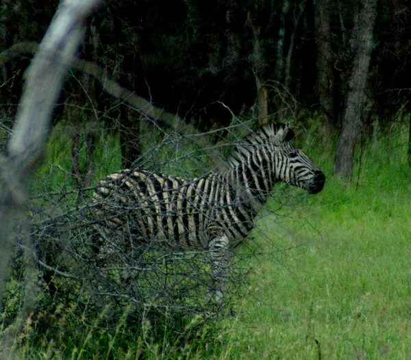 Zebra in Bush