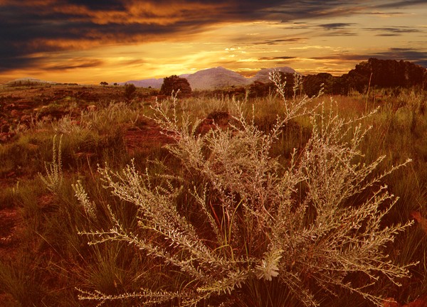 Photomerge Pa  sunrise Transvaal veld