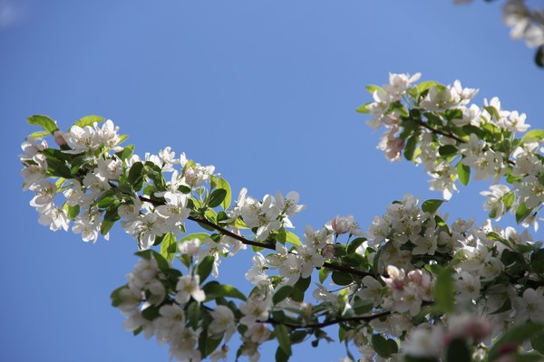 white and blue beauty