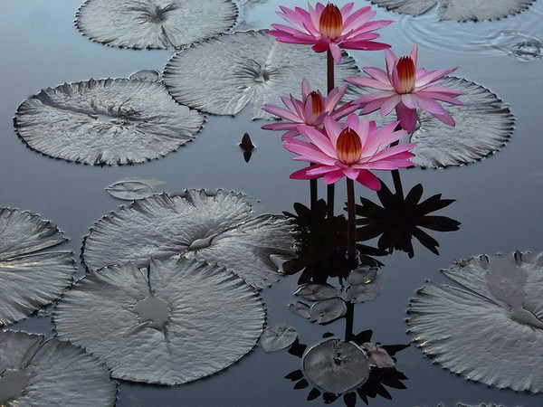 Night bloom tropical waterlily at dawn