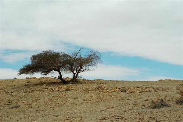 the lonley tree-Negev desert