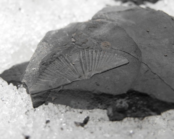 Clam Fossil On Ice