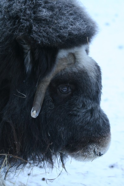 Musk Ox Thoughts