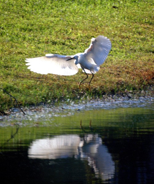 Egret Colors and Patterns Three