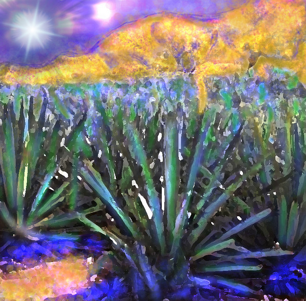 COYOTE MORNING IN THE BLUE AGAVE