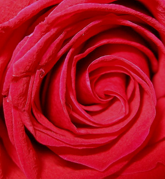 A Beautiful Rose