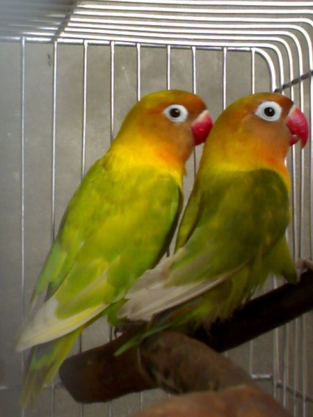 Green African Lovebirds