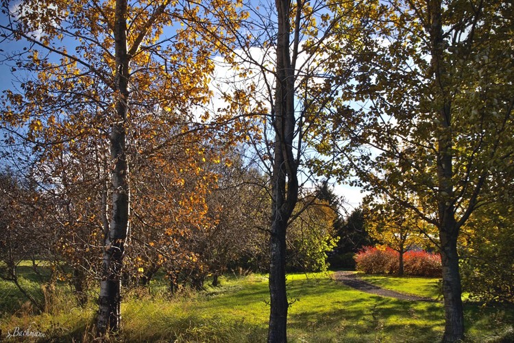 Autumn tree, light and shadow.