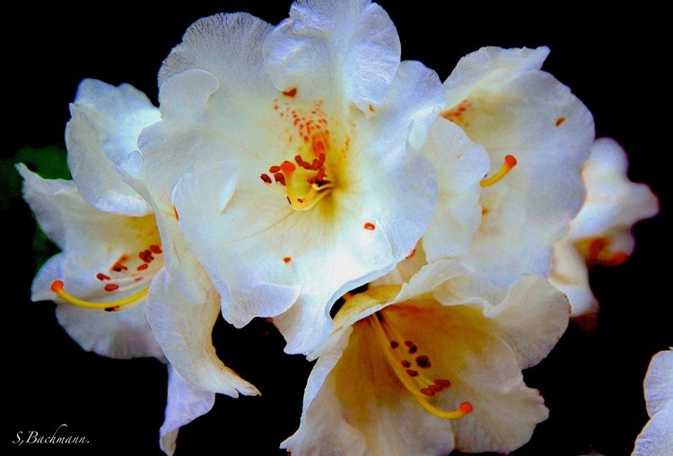 White spring flower.