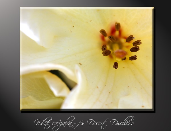 White Azalea for Desert Dwellers