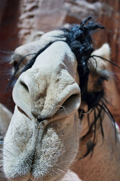 A camel in Petra