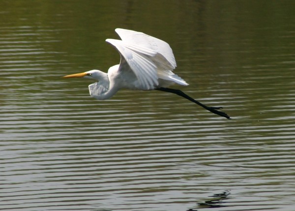 Snowy Egret Taking Wing in Allendale