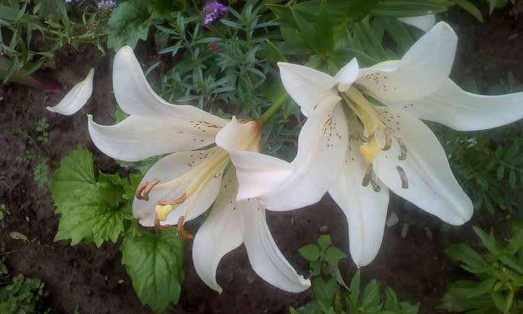 Lilies from my neighbour garden