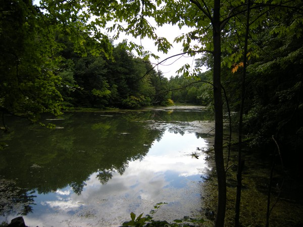 pond at Yaddo