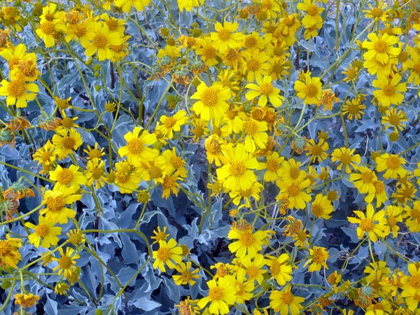 spring flowers in Arizona