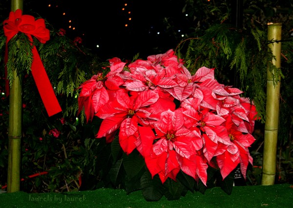 Poinsettias in Red