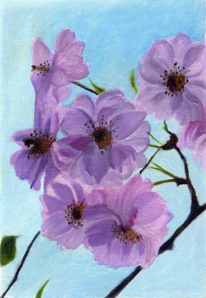purple and white sakura flower