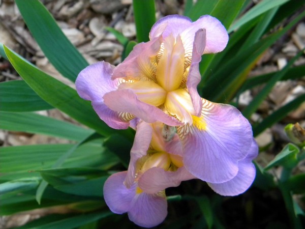 Spring Iris 1