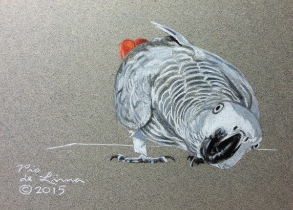 African Grey Parrot (Original Artwork Sold)