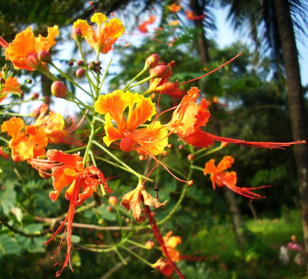 orange little flowers