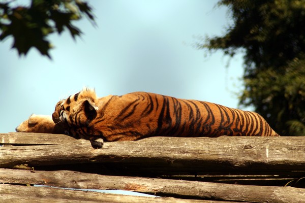 Sleeping Tiger