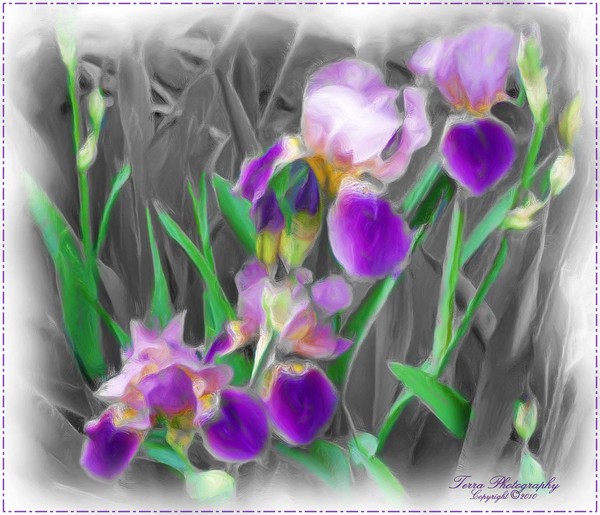 Purple Iris with Greyscale