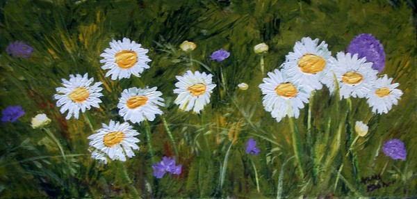 Daisies from my yard
