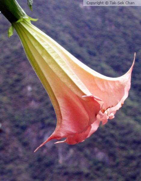 Angels' Trumpet (Brugmansia sp.)