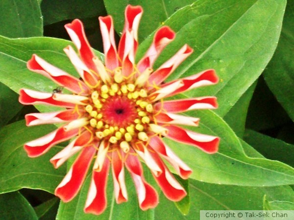 Zinnia elegans (1) Fairbanks, Alaska 08-11-2012