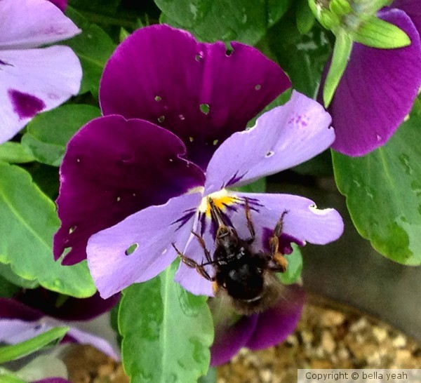 bee in pansy