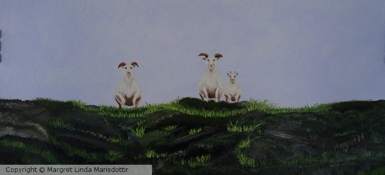 Icelandic sheep 2
