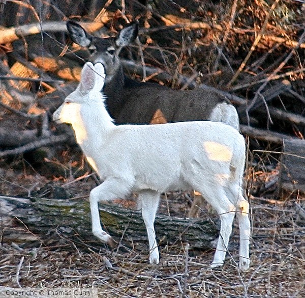 albino Mule Deer in situ