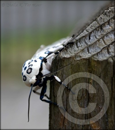 Giant Leopard Moth