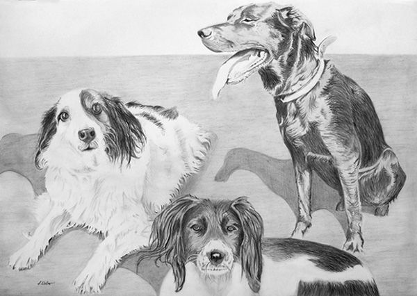 3 Dogs Portrait