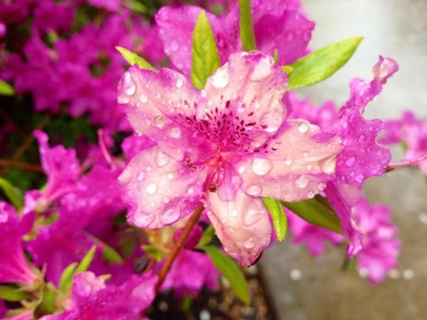 rain on flower