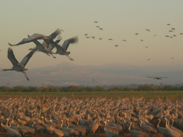 Cranes go south from Asia to Africa through Israel