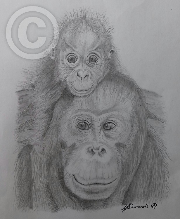 Oranguntan with Baby