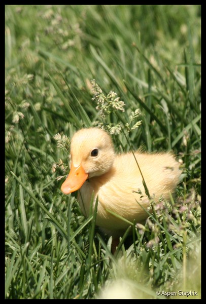 Baby Ducks 2
