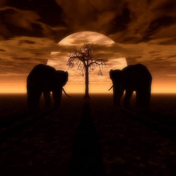 elephant sunset