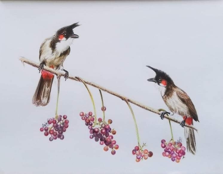 Red whiskered Bulbul