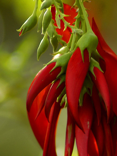 Red and Green - Kakabeak flower