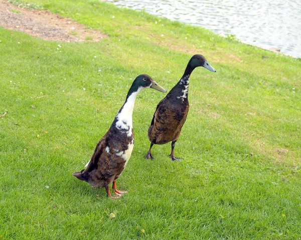 Weird Ducks!