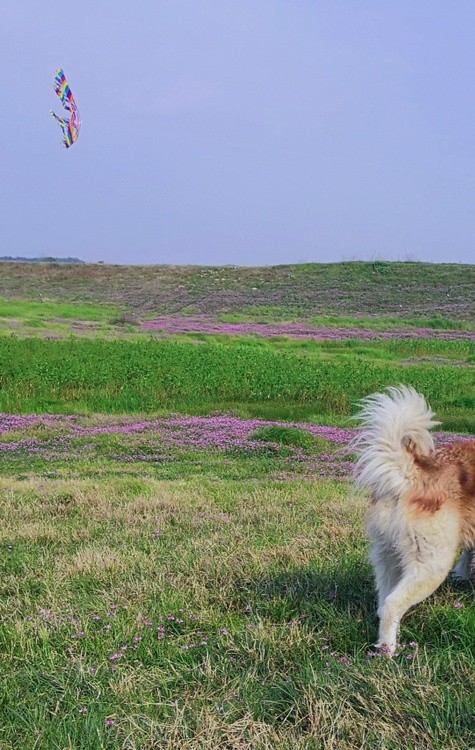 The Kite and Tail of a Dog