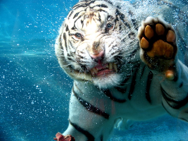 Swimming Tiger , Hidden Trainer