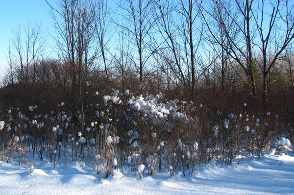 Snowball bushes and fence post finials