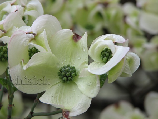 Dogwood__