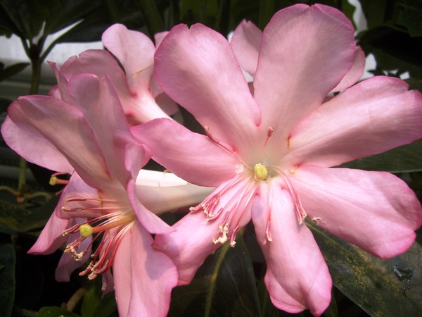 Pink Flowers